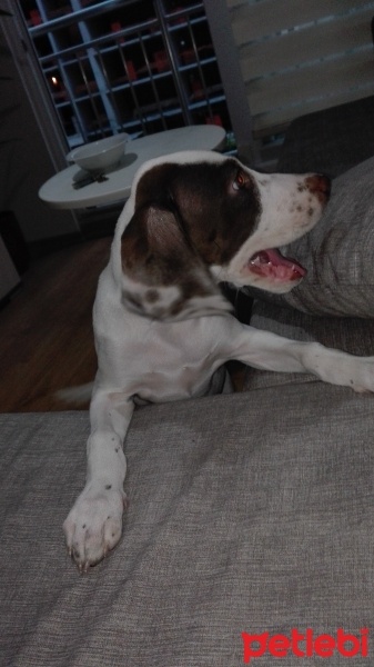 Pointer, Köpek  Sisi fotoğrafı