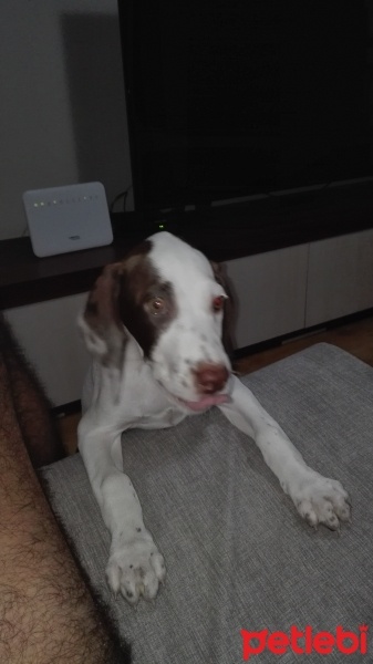 Pointer, Köpek  Sisi fotoğrafı
