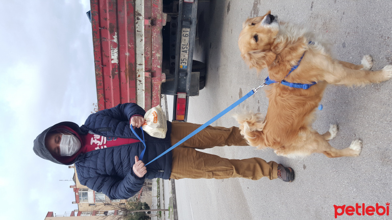 Golden Retriever, Köpek  romeo fotoğrafı