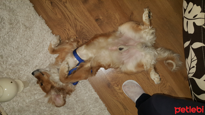 Golden Retriever, Köpek  romeo fotoğrafı