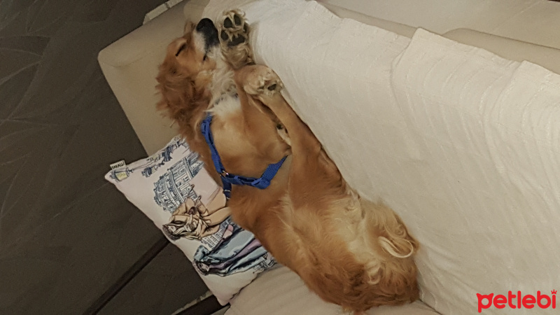 Golden Retriever, Köpek  romeo fotoğrafı