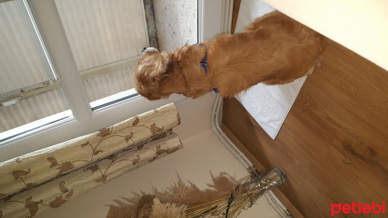 Golden Retriever, Köpek  romeo fotoğrafı