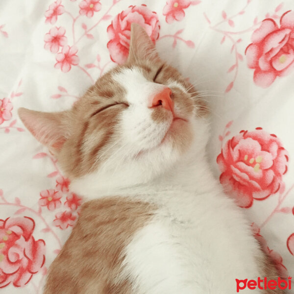 Tekir Kedi, Kedi  Sezar fotoğrafı