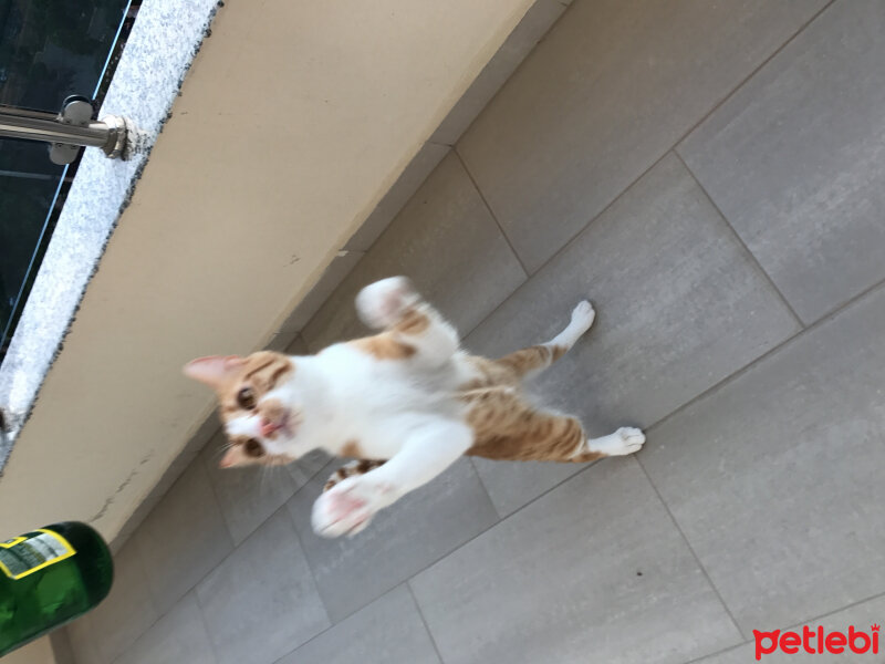 Tekir Kedi, Kedi  Sezar fotoğrafı