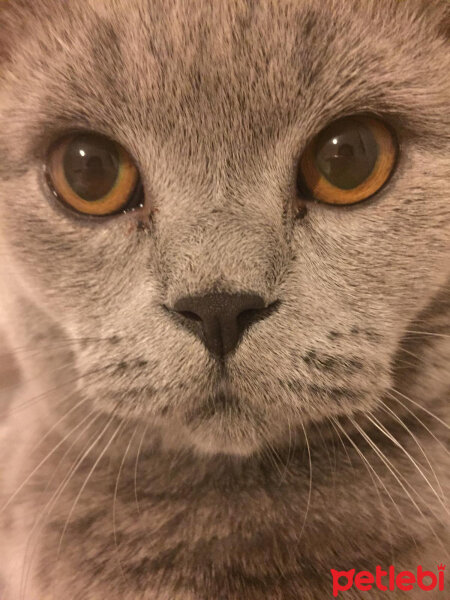 British Shorthair, Kedi  şans fotoğrafı