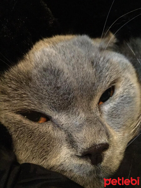 British Shorthair, Kedi  şans fotoğrafı