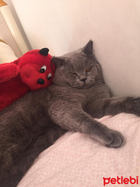 British Shorthair, Kedi  şans fotoğrafı