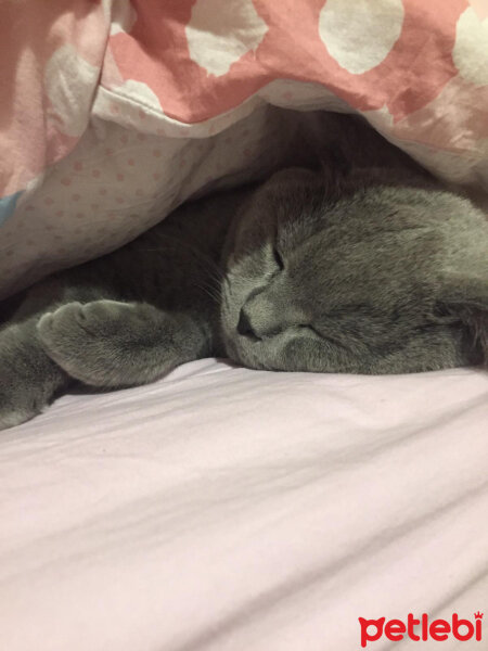 British Shorthair, Kedi  şans fotoğrafı