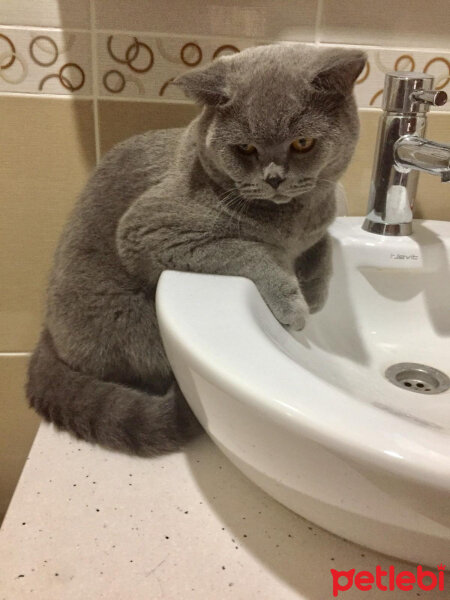 British Shorthair, Kedi  şans fotoğrafı