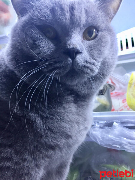 British Shorthair, Kedi  şans fotoğrafı