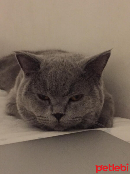 British Shorthair, Kedi  şans fotoğrafı