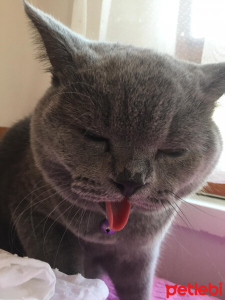 British Shorthair, Kedi  şans fotoğrafı