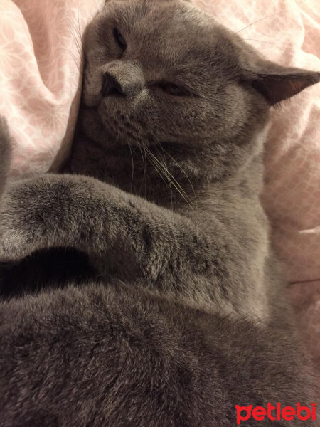 British Shorthair, Kedi  şans fotoğrafı