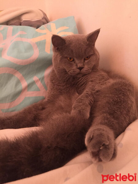 British Shorthair, Kedi  şans fotoğrafı