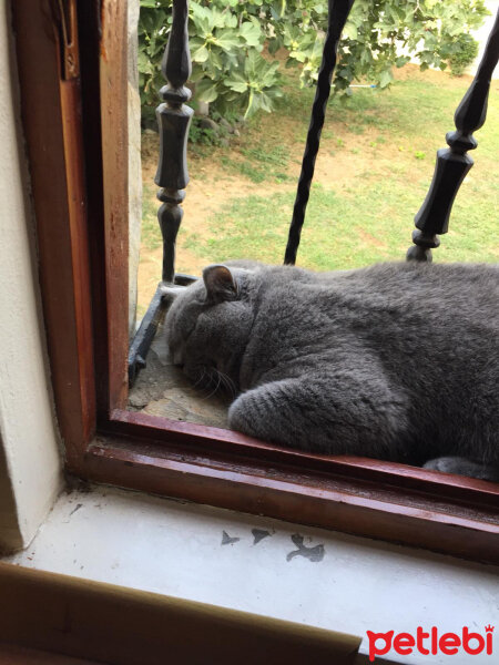 British Shorthair, Kedi  şans fotoğrafı