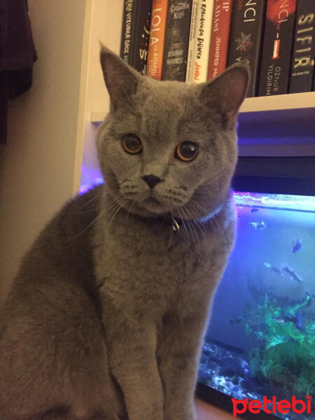 British Shorthair, Kedi  şans fotoğrafı