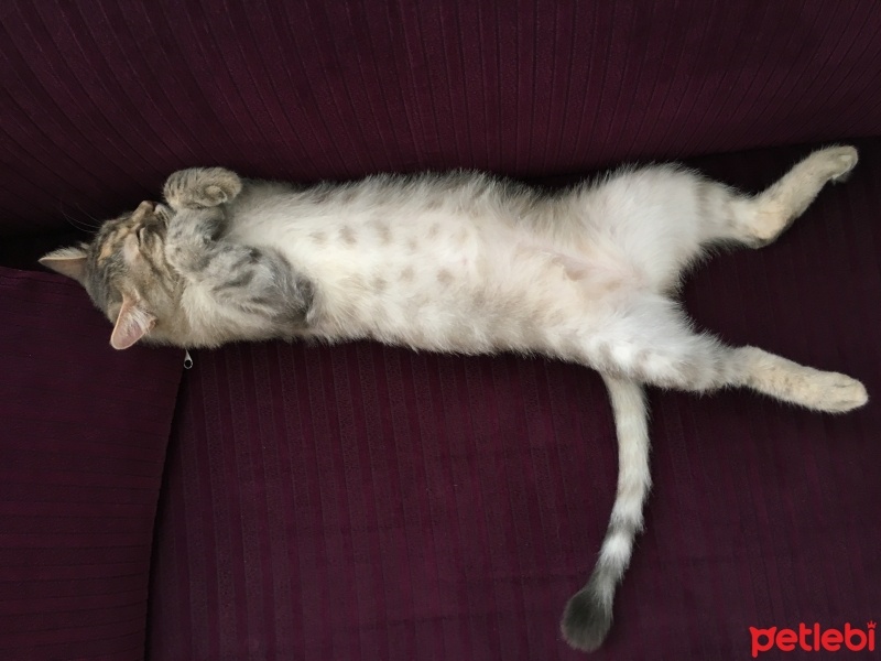 Tekir Kedi, Kedi  Efes fotoğrafı