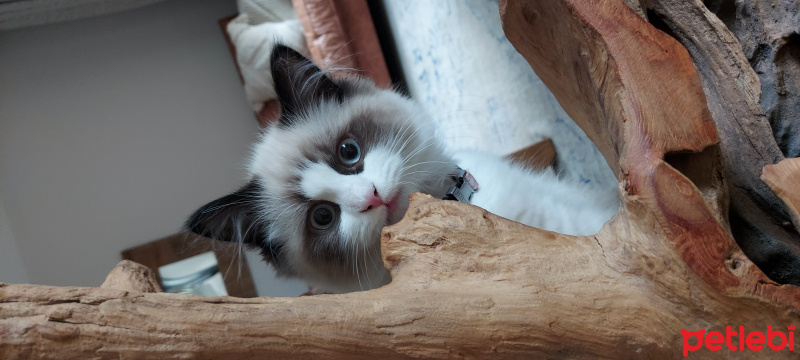 Ragdoll, Kedi  Misscat fotoğrafı