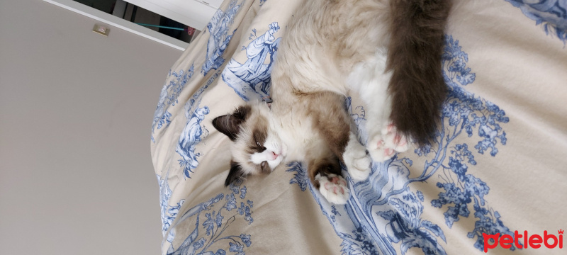 Ragdoll, Kedi  Misscat fotoğrafı
