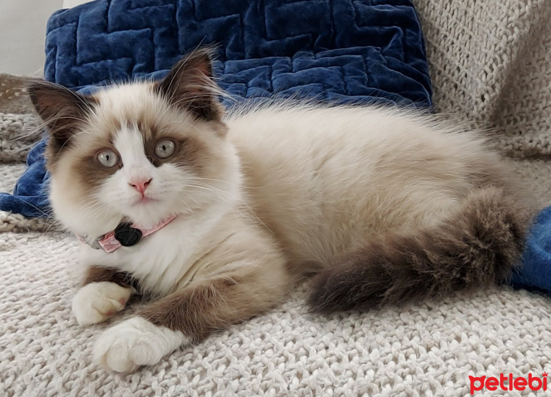 Ragdoll, Kedi  Misscat fotoğrafı