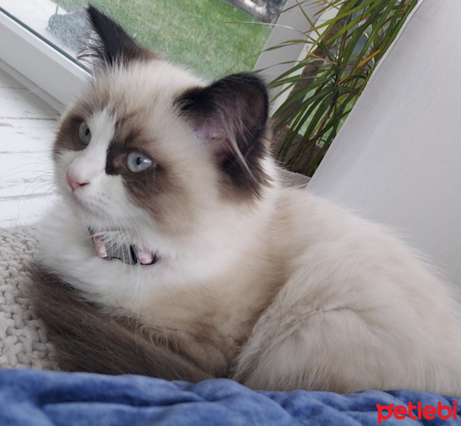 Ragdoll, Kedi  Misscat fotoğrafı