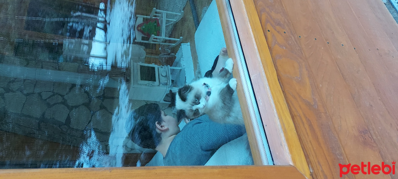 Ragdoll, Kedi  Misscat fotoğrafı