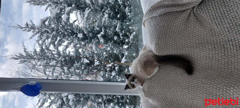 Ragdoll, Kedi  Misscat fotoğrafı