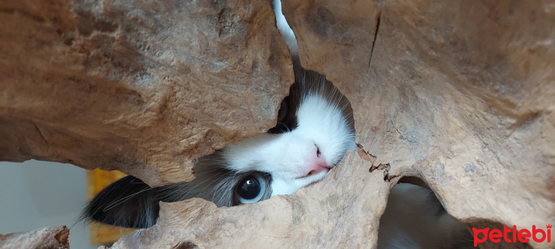 Ragdoll, Kedi  Misscat fotoğrafı
