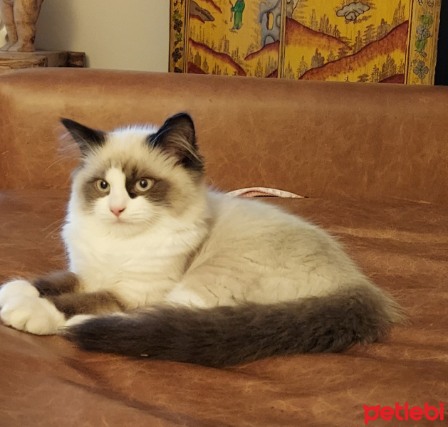 Ragdoll, Kedi  Misscat fotoğrafı