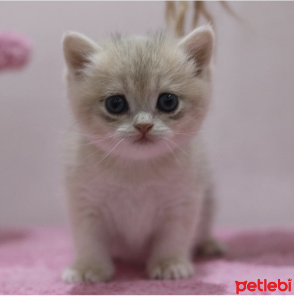 British Shorthair, Kedi  Lali fotoğrafı