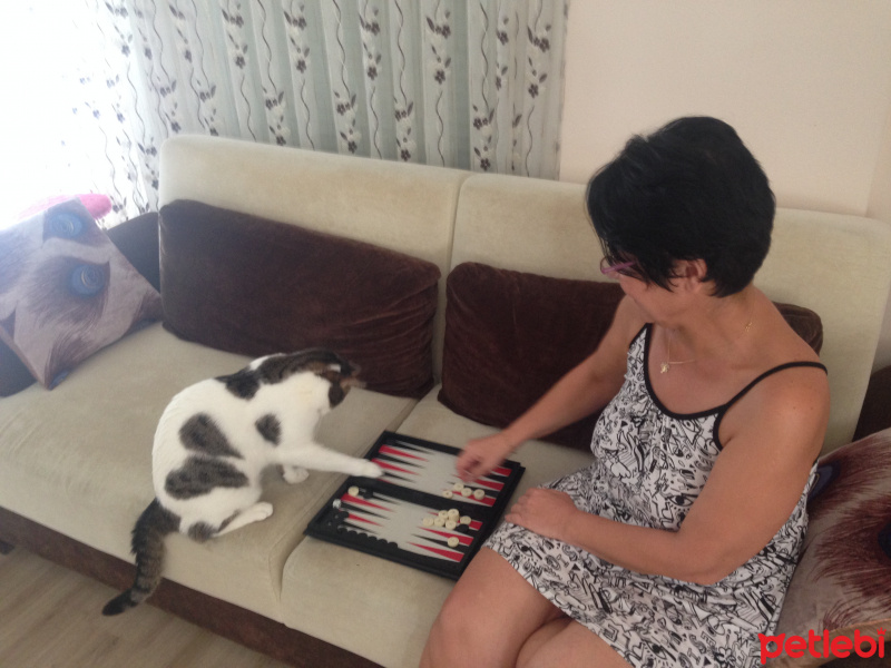 Tekir Kedi, Kedi  pati fotoğrafı