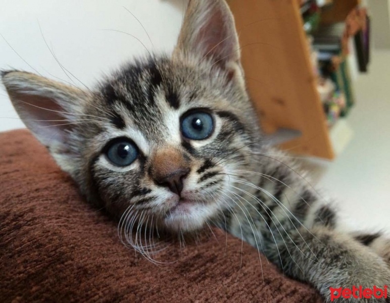 Tekir Kedi, Kedi  Rıza fotoğrafı