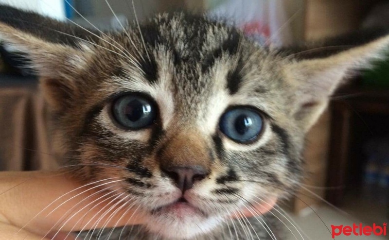 Tekir Kedi, Kedi  Rıza fotoğrafı