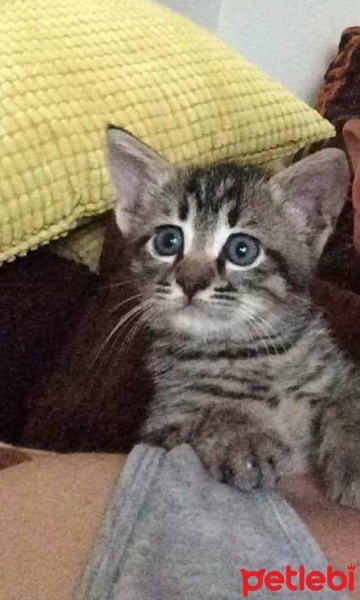 Tekir Kedi, Kedi  Rıza fotoğrafı