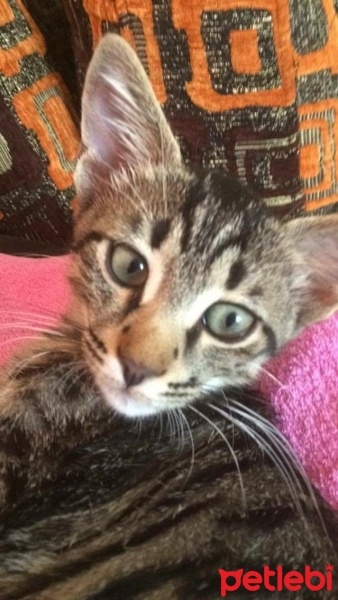 Tekir Kedi, Kedi  Rıza fotoğrafı