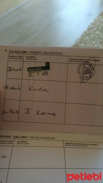 Tekir Kedi, Kedi  Rıza fotoğrafı