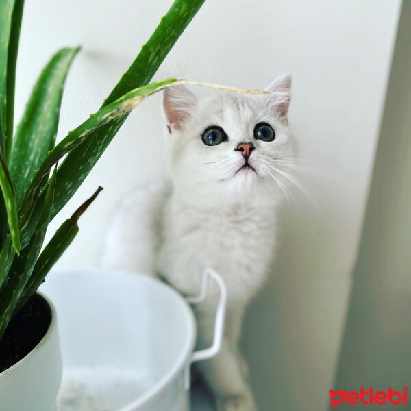 British Shorthair, Kedi  Venüs fotoğrafı