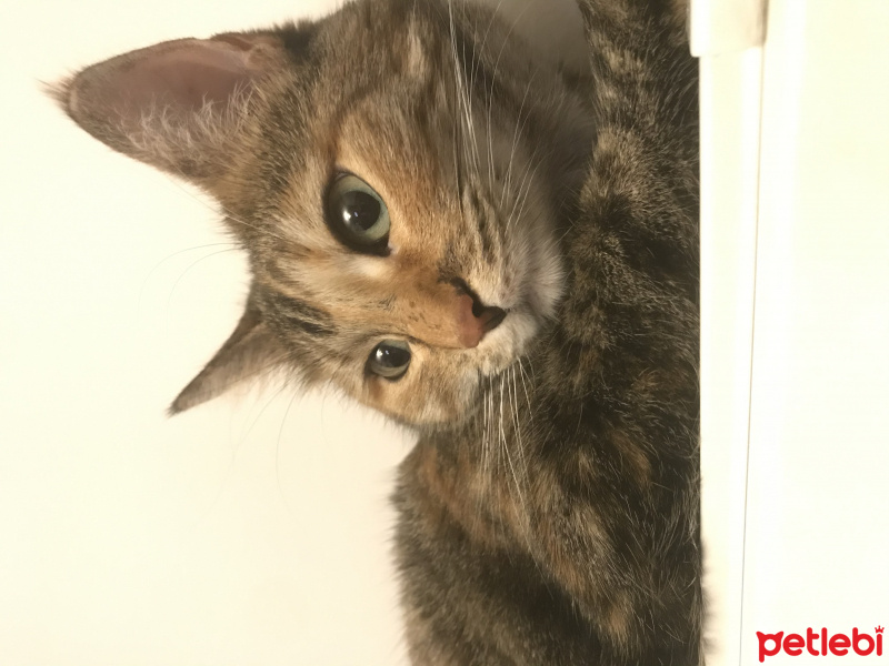 Tekir Kedi, Kedi  nazlı fotoğrafı