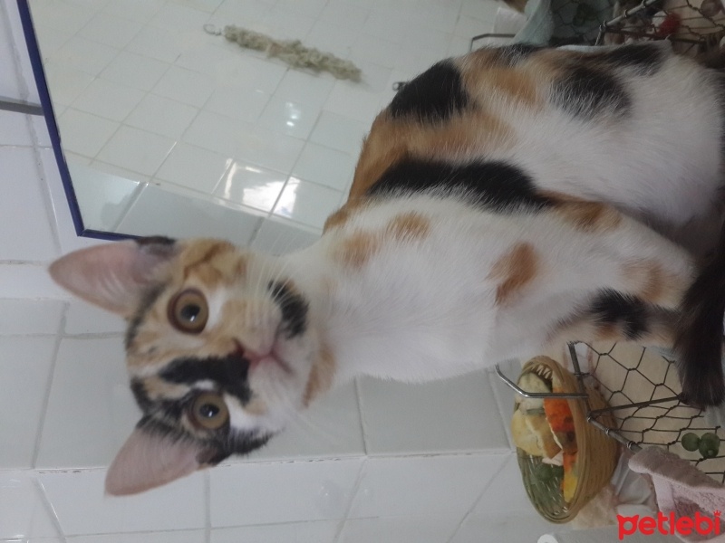 Tekir Kedi, Kedi  Mira fotoğrafı