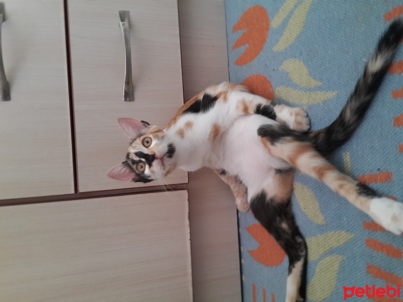 Tekir Kedi, Kedi  Mira fotoğrafı