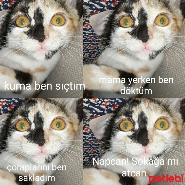 Tekir Kedi, Kedi  Mira fotoğrafı