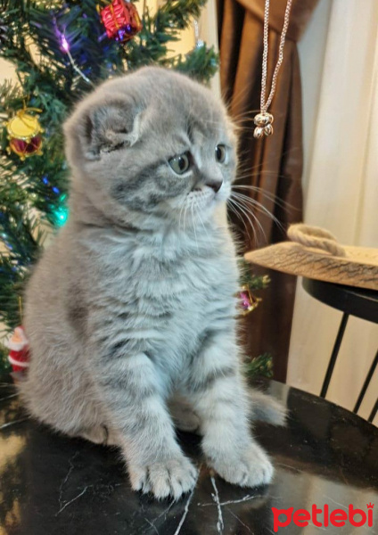Scottish Fold, Kedi  Dobby fotoğrafı