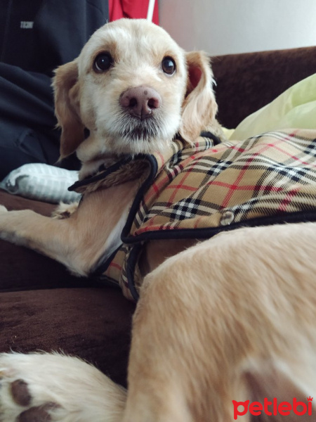 İngiliz Cocker Spaniel, Köpek  Tarçın fotoğrafı