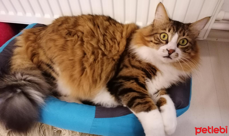 Tekir Kedi, Kedi  Feti fotoğrafı
