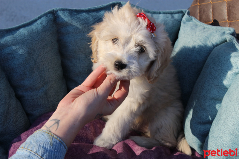 Poodle (Minyatür Kaniş), Köpek  Hera fotoğrafı