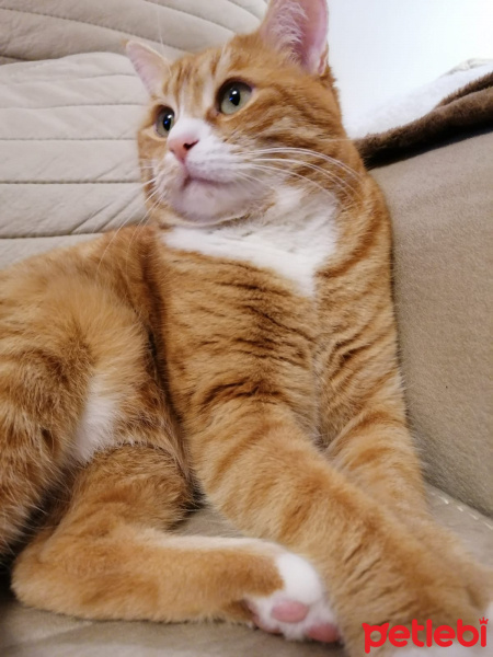 Sarman, Kedi  Nohut fotoğrafı