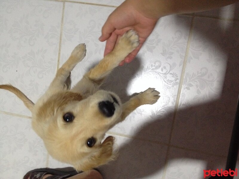 Golden Retriever, Köpek  Paro fotoğrafı