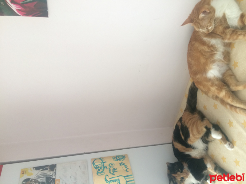 Tekir Kedi, Kedi  Sarım Karam fotoğrafı