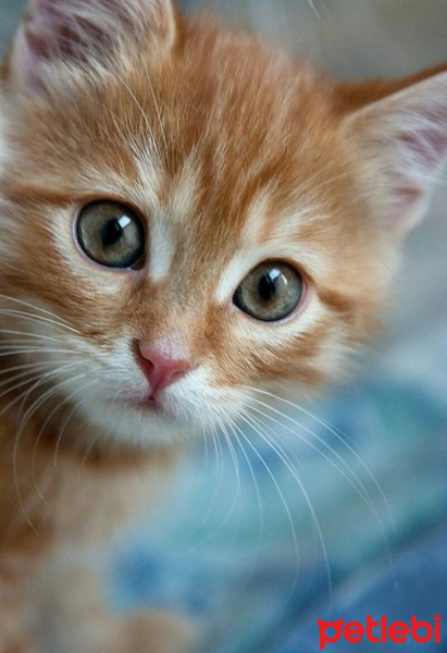 Sarman, Kedi  Sarom fotoğrafı