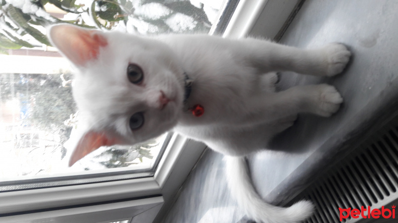 British Shorthair, Kedi  Yumak fotoğrafı